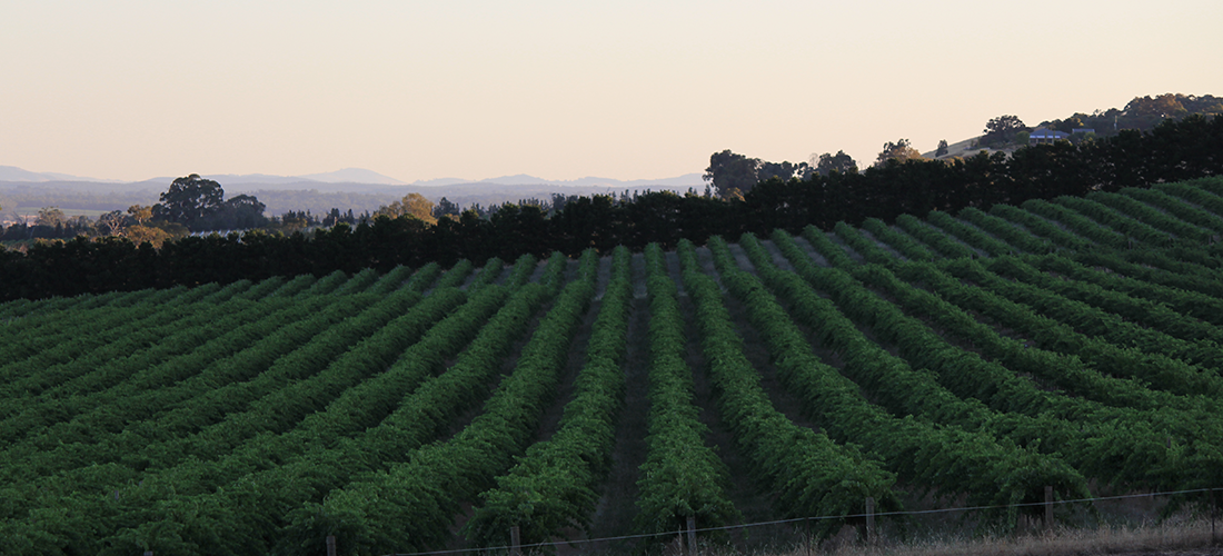 Whistling Eagle vineyard